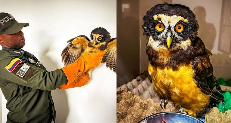 El coronel Henrry Eduardo Ávila López, comandante de la Policía Metropolitana de Popayán, destacó que los patrullajes buscan proteger tanto a los ciudadanos como a la fauna silvestre que se encuentra en riesgo dentro del perímetro urbano.