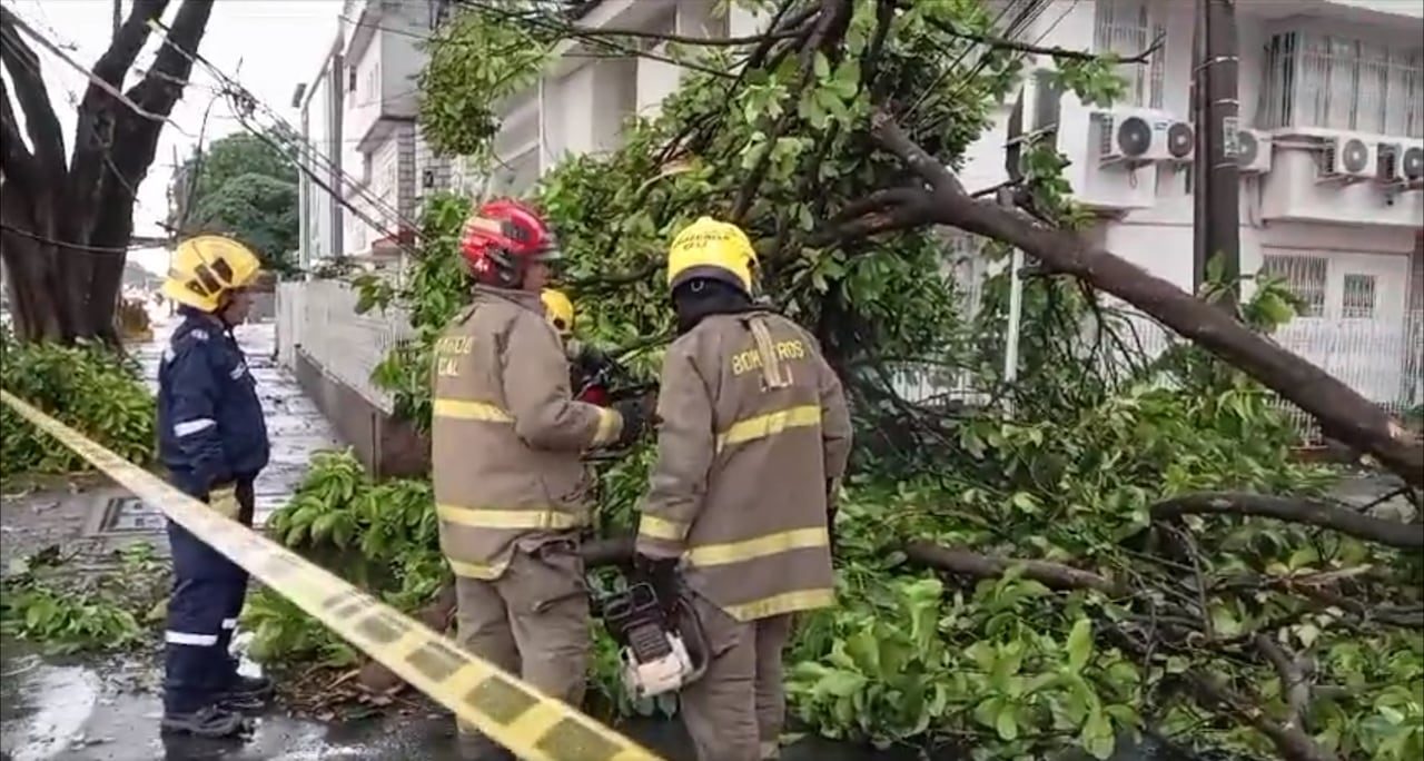 En varias zonas se han caído los árboles.
