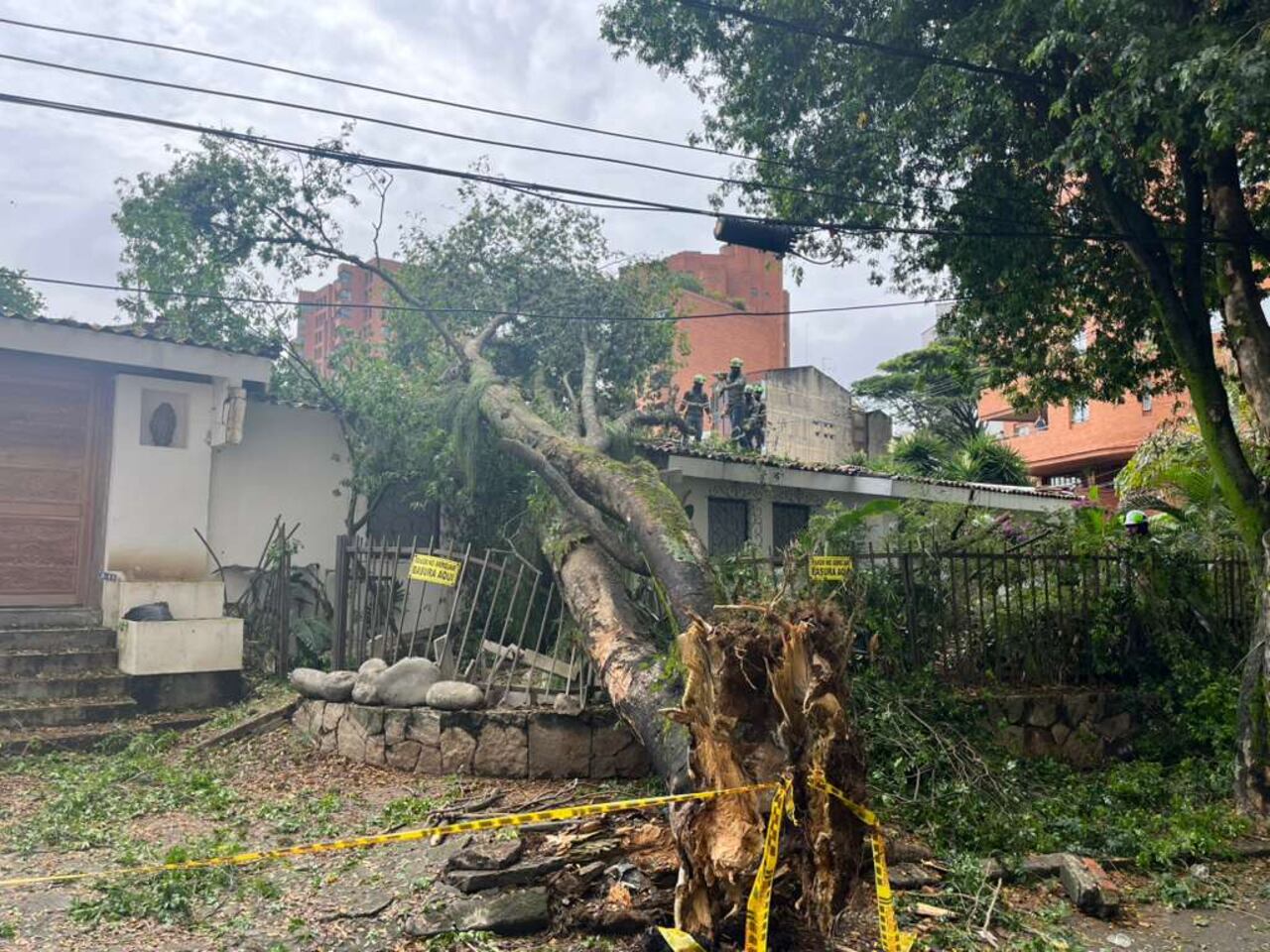 Las labores incluyen una grúa para poder mover el tronco.