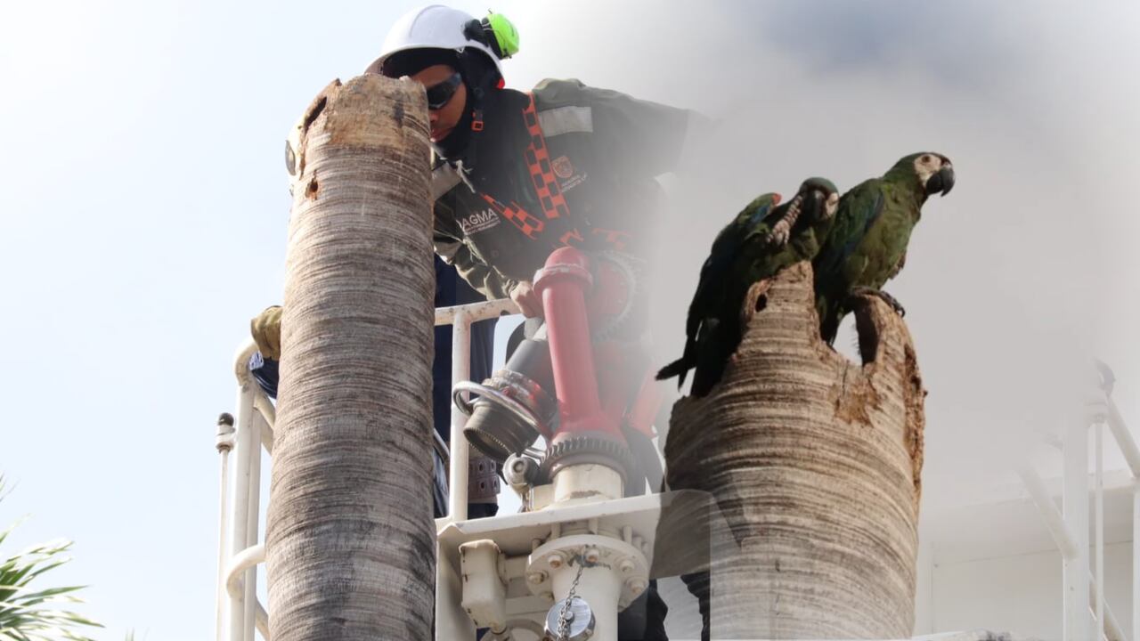 Talan palmera de más de 100 años en Cali y salvan a dos guacamayas carisecas.
