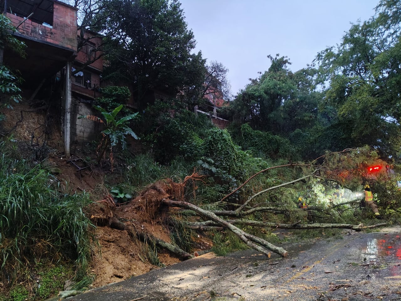 Reportan caída de árboles sobre la vía al mar.