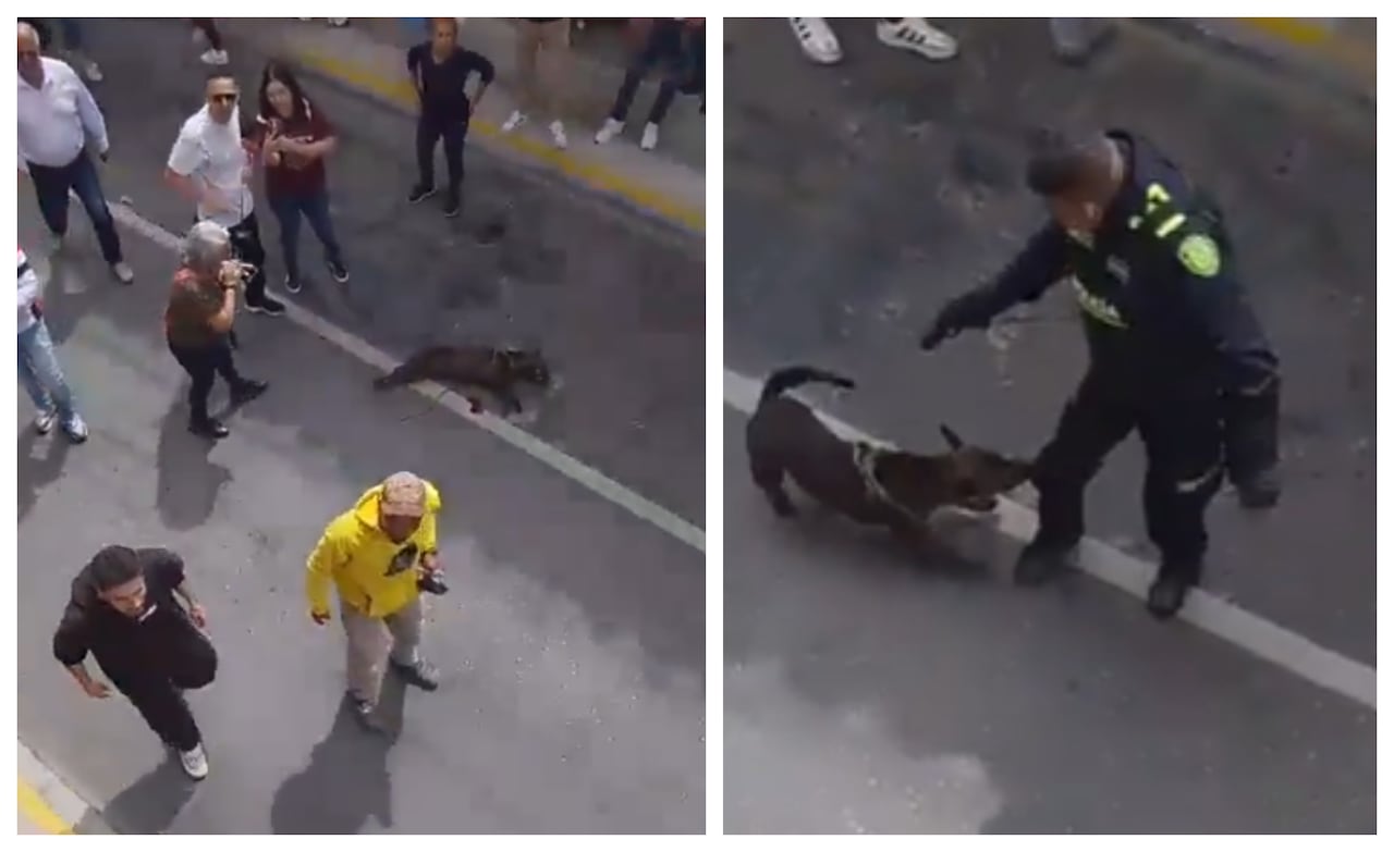 Perro muerto a manos de un policía en Rionegro, Antioquia.
