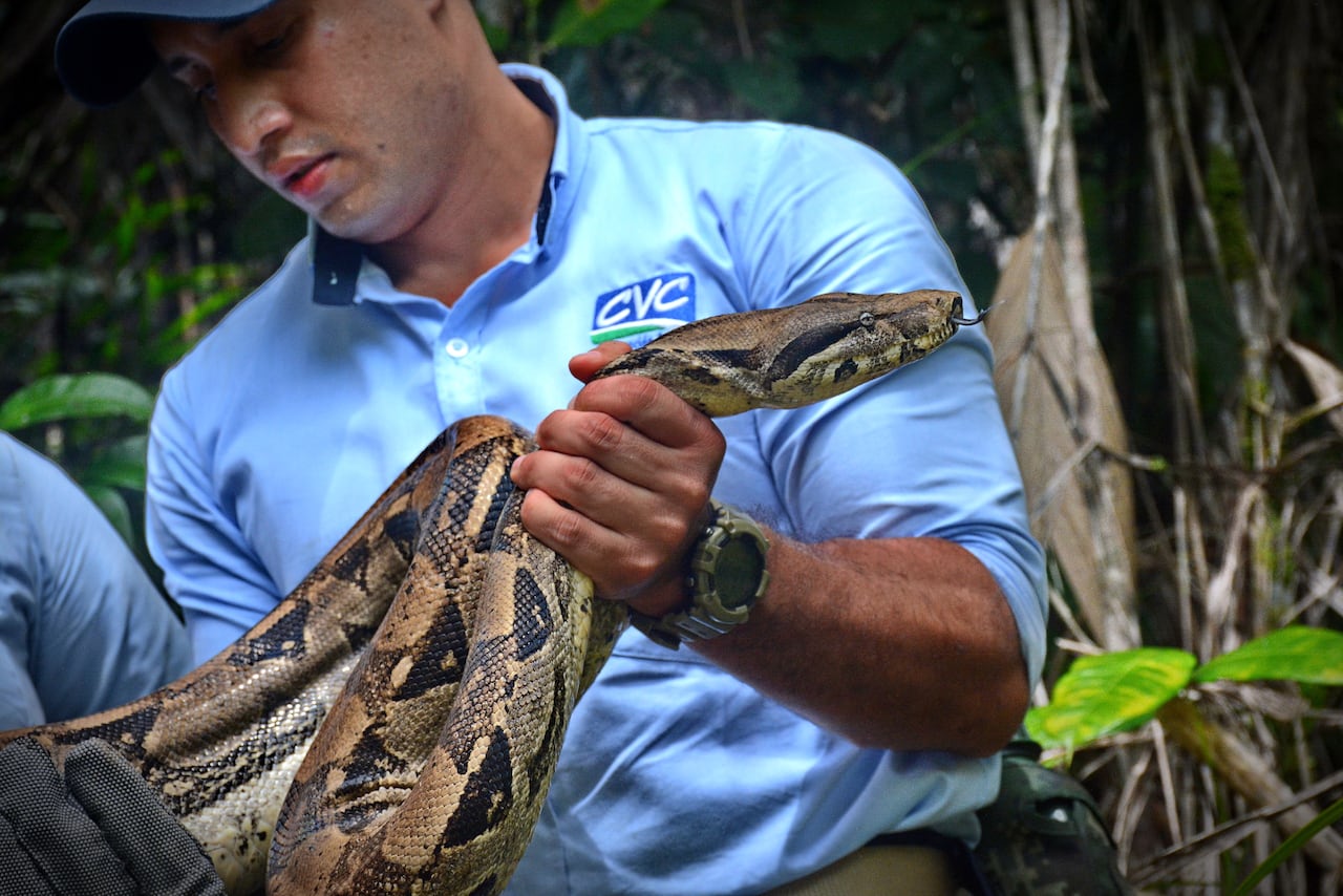 La Corporación Autónoma Regional del Valle del Cauca (CVC) realiza periódicamente liberaciones de fauna silvestre rescatada del tráfico ilegal y entregas voluntarias en el Pacífico colombiano, devolviendo especies como tortugas, caimanes y boasa su hábitat natural tras procesos de rehabilitación, reforzando su mensaje de que los animales silvestres no son mascotas y promoviendo la denuncia de tráfico ilegal.