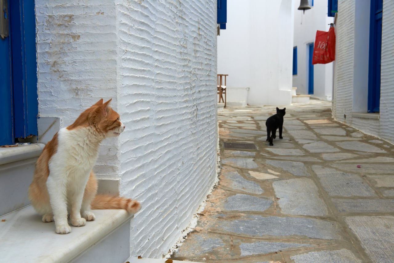 ¿Por qué algunos felinos eligen retirarse y apartarse de la compañía humana cuando están enfermos? Esta pregunta intriga a muchos amantes de los gatos.