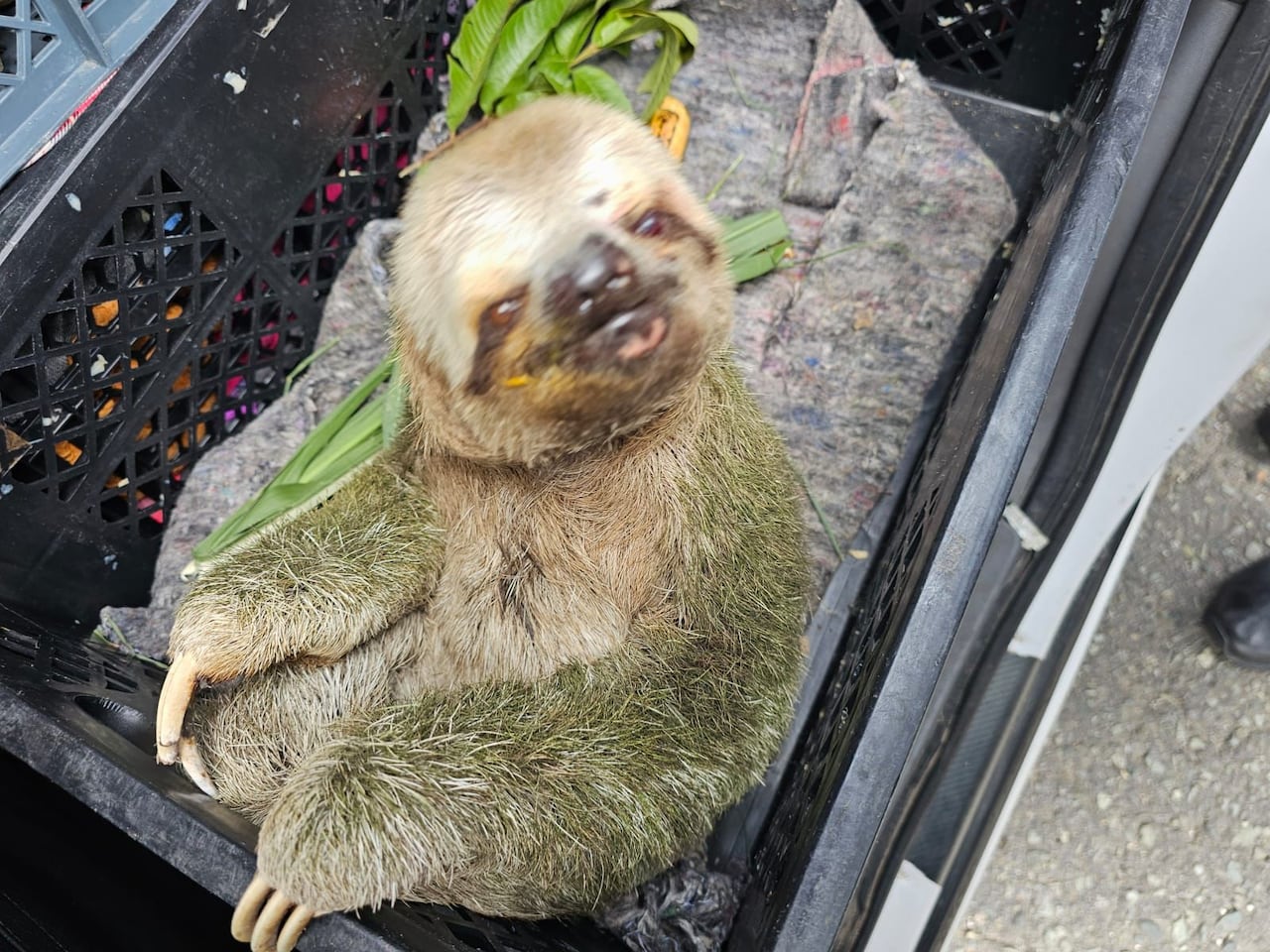 Los funcionarios de la Corporación Autónoma Regional de Nariño, Corponariño, serán los encargados de ubicar al ejemplar en su hábitat.