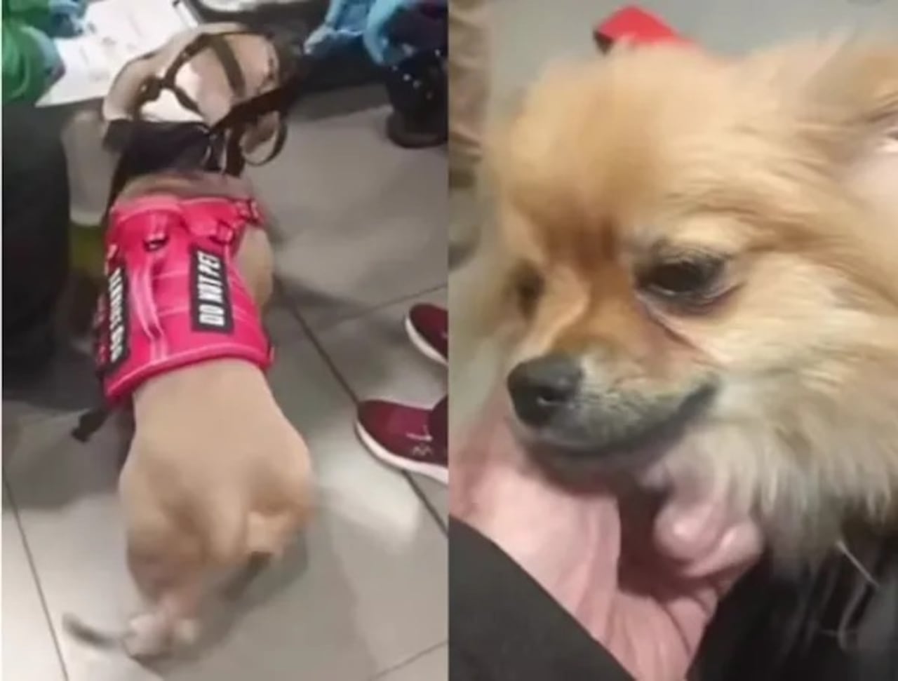 Los dos perros permanecen bajo protección del Instituto Distrital de Protección y Bienestar Animal mientras las autoridades revisan el caso.