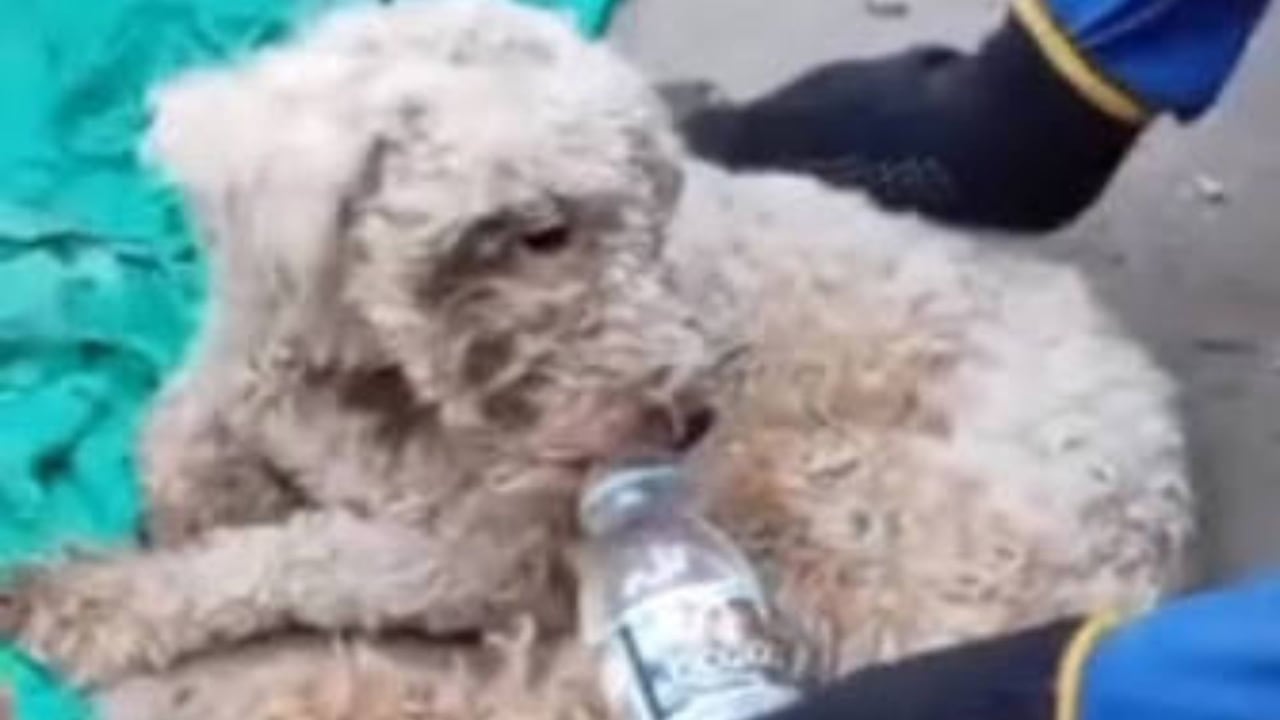 Perrito rescatado en Venezuela