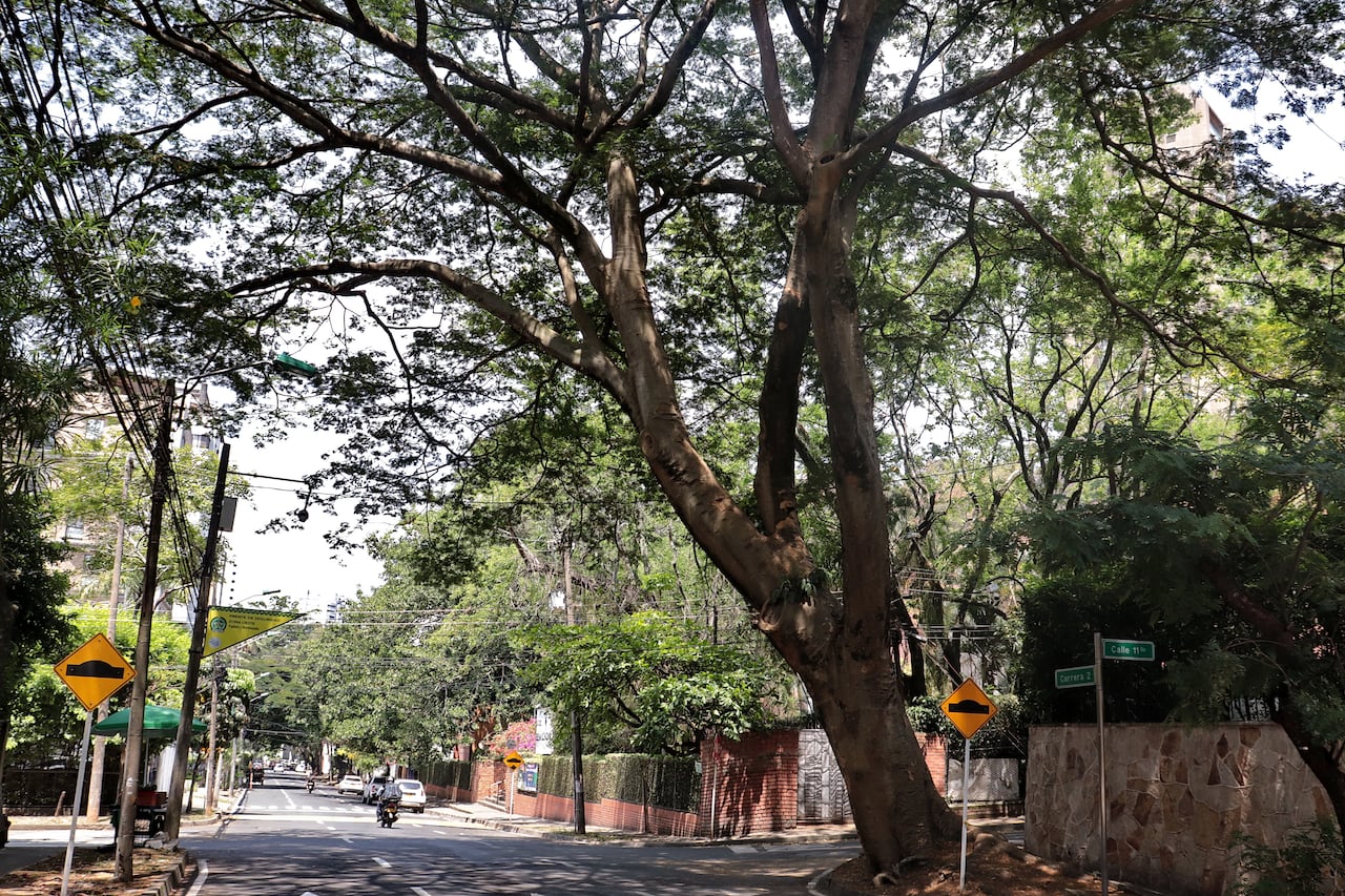 Árboles notables de Cali CARRERA 2 OESTE CON 11 OESTE GAVILÁN