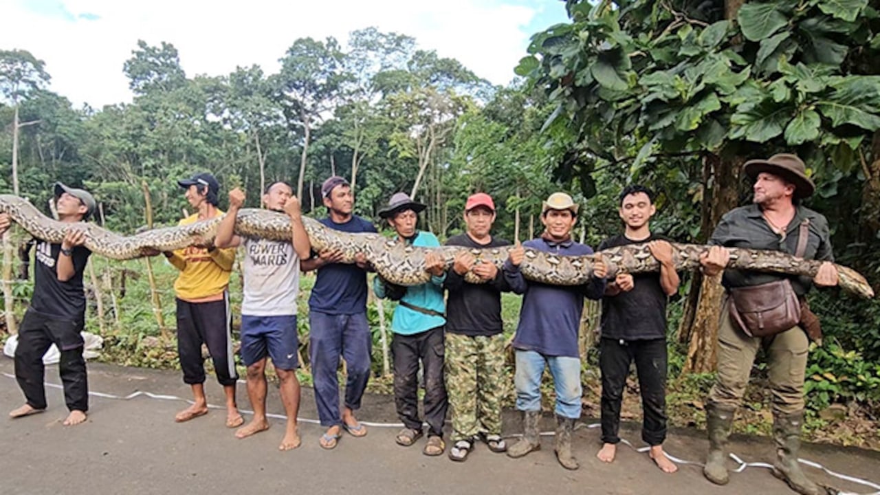 Ibu Baron, la pitón indonesia entra en la historia de GWR como la serpiente salvaje más larga medida.