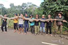 Ibu Baron, la pitón indonesia entra en la historia de GWR como la serpiente salvaje más larga medida.