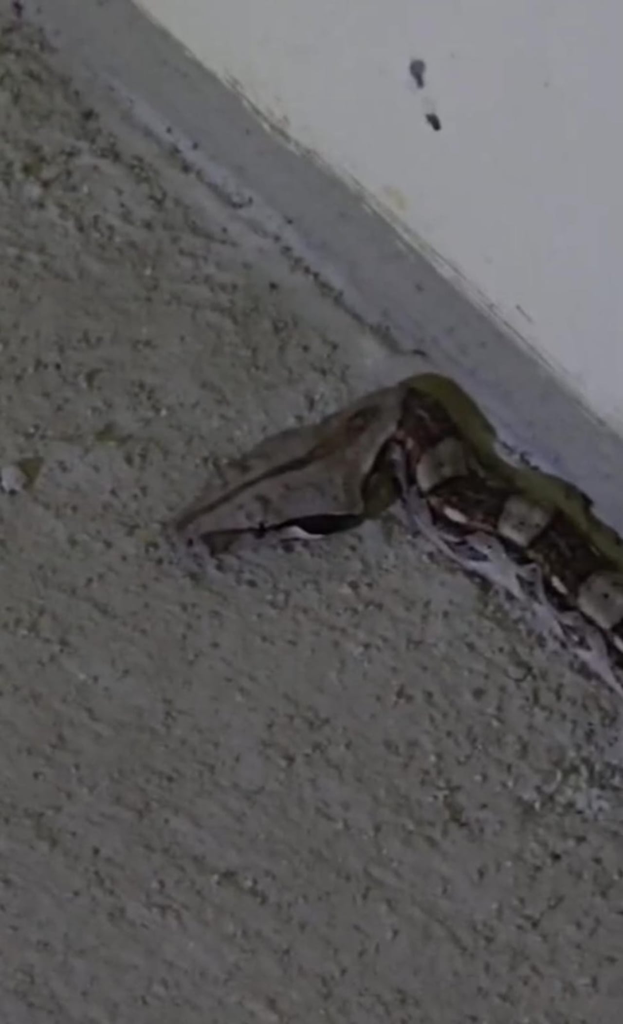 Se capturaron dos serpientes pequeñas que se encontraban dentro de una vivienda en La Buitrera.