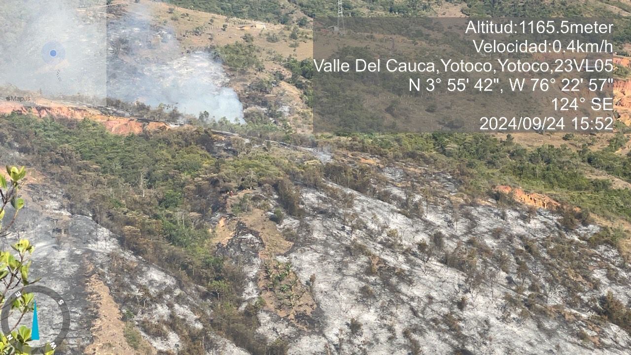 Varias especies de animales han sido afectadas por las recientes quemas indiscriminadas de los criminales.