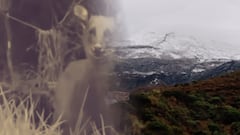 Un fantasma de los Andes reaparece en el Tolima y enciende alertas por su supervivencia.