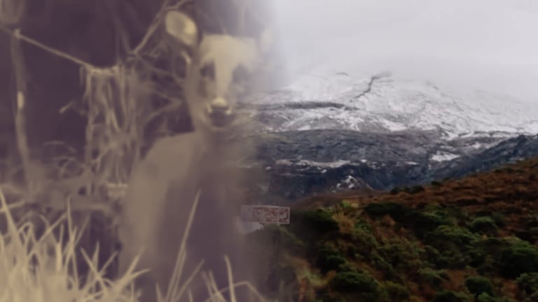 Un fantasma de los Andes reaparece en el Tolima y enciende alertas por su supervivencia.