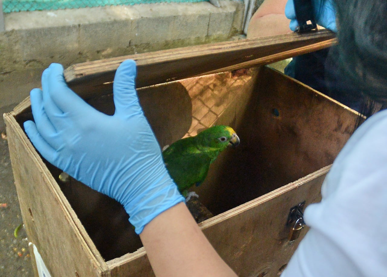 Cali: Se llevó a cabo el traslado de 105 animales de tres especies distintas desde el Hogar de paso de Cali hasta Cartagena, lugar de hábitat de ellos. Foto José L Guzmán. El País