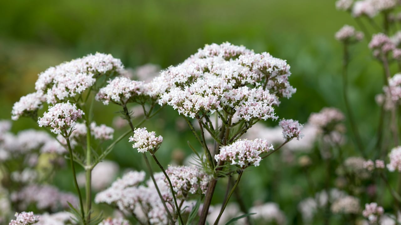 Estos son las plantas que favorecen un sueño más reparador.