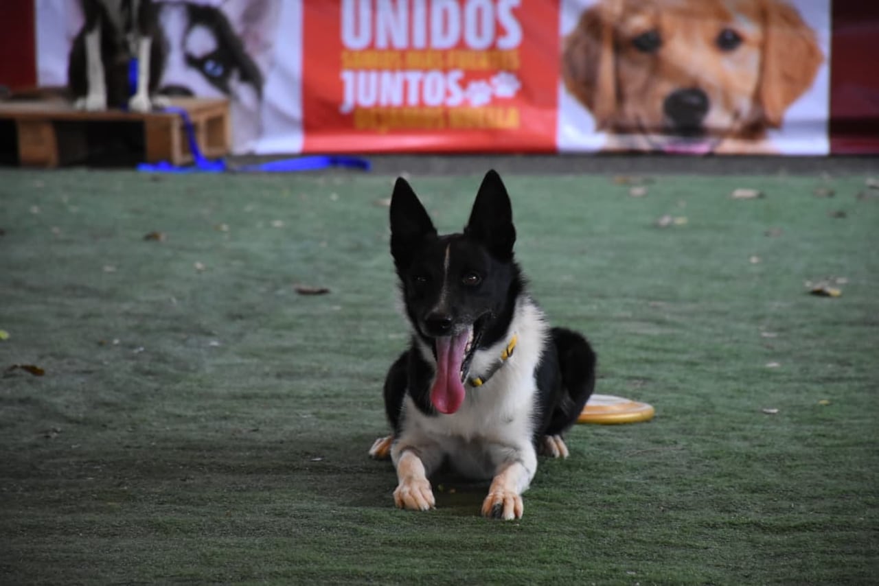 Familias caleñas participaron junto a sus mascotas en las actividades de Unimascotas, durante una jornada dedicada al bienestar y al vínculo con los animales de compañía.