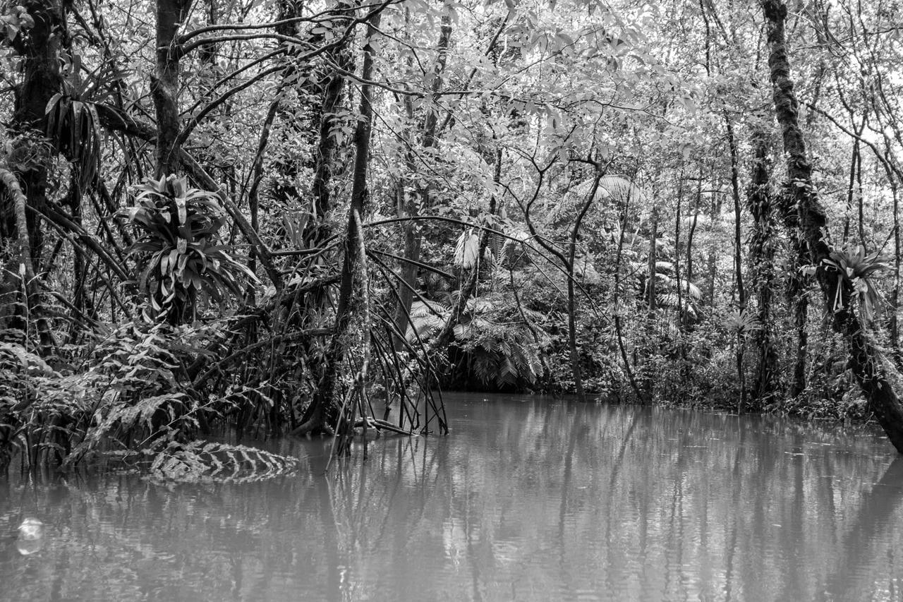 El agua como eje de la vida, transformadora del paisaje y protagonista de una experiencia visual que invita a la contemplación es la propuesta de las series fotográficas “El Camino del Agua, Páramo y Pacífico” de la artista caleña Marcela Bellini, que se presentará en CaliLee - Festival Internacional del Libro de Cali 2026, el próximo 2 de noviembre, a las 4:00 p. m., en el Auditorio TQ. El encuentro será presentado por Nur Cure.