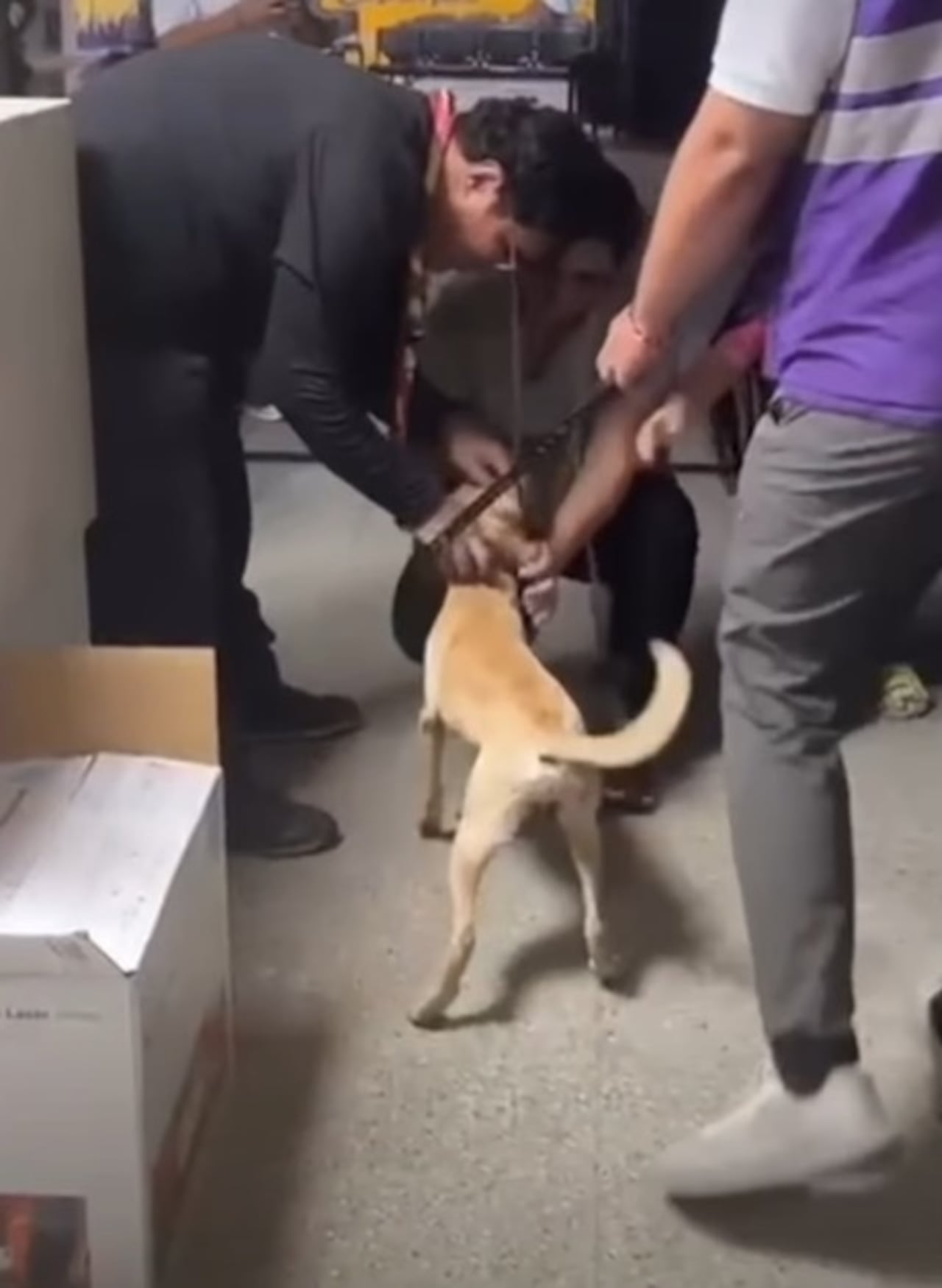 Perrito en Cali