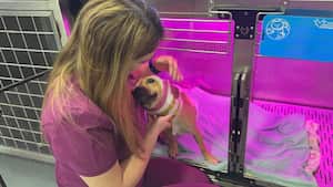 Galatea, la perrita que fue lanzada desde un quinto piso en Cali, se está recuperando.