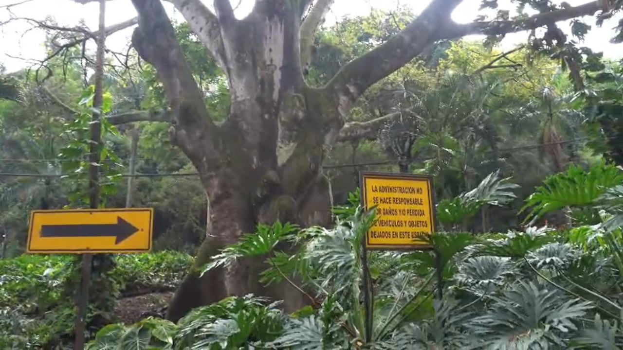 Recuperan la emblemática Ceiba bicentenaria del barrio Bajo Aguacatal en Cali