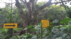 Recuperan la emblemática Ceiba bicentenaria del barrio Bajo Aguacatal en Cali