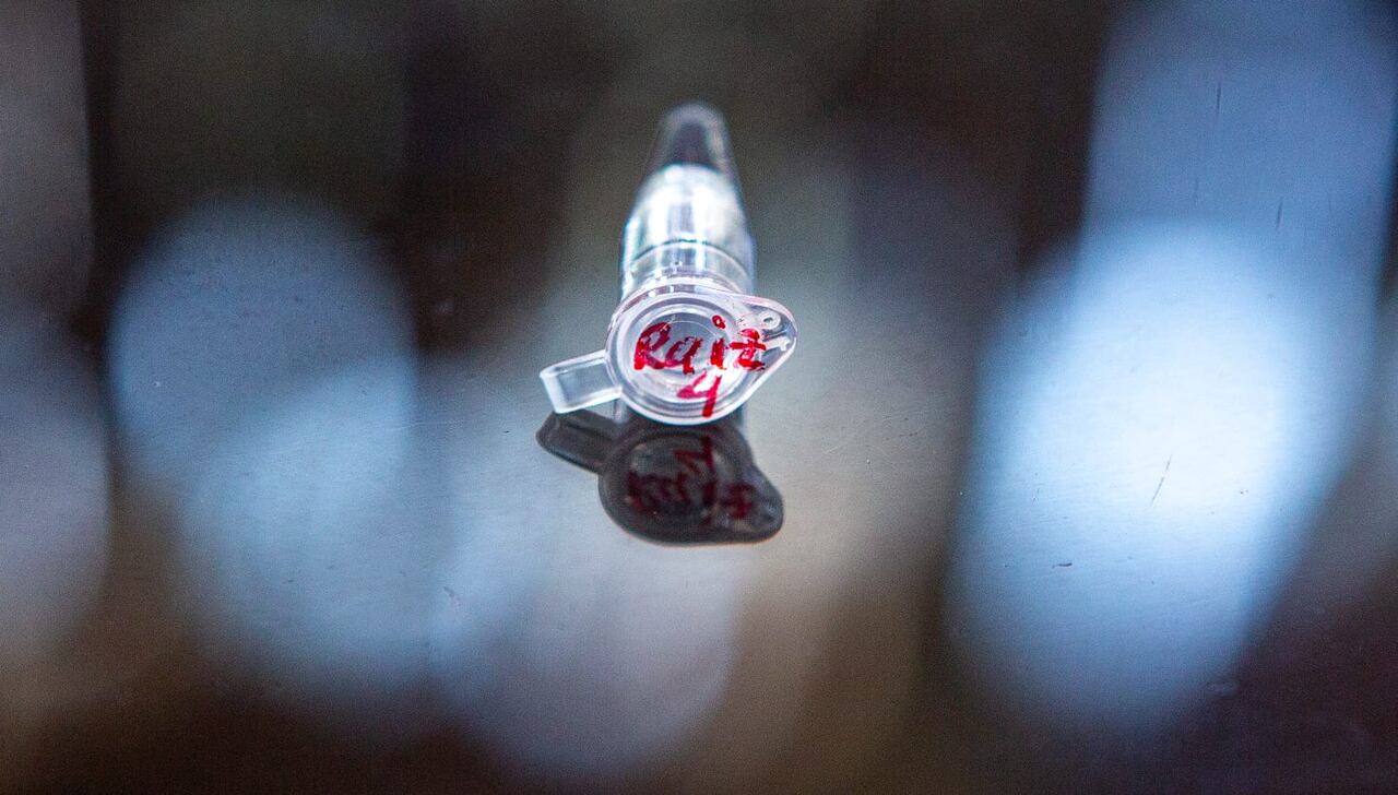 El proyecto artístico presenta el ADN extraído de los árboles del Amazonas.