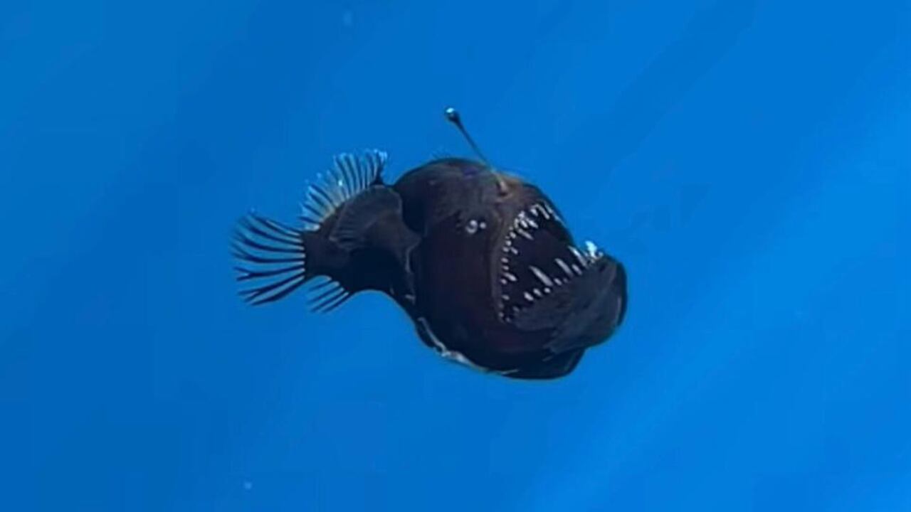 Científicos desconcertados tras avistamiento de un ‘pez diablo’ en aguas superficiales