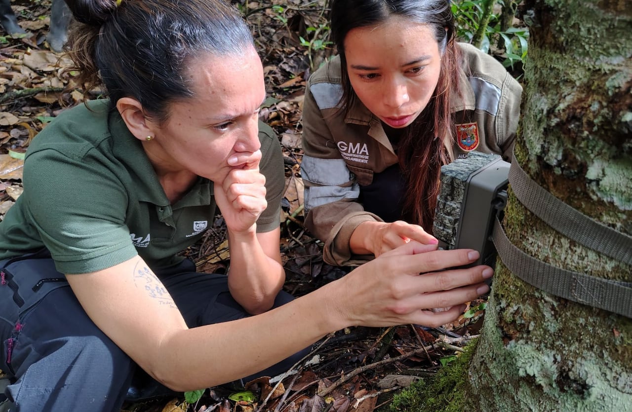 Cámaras trampa registran oso de anteojos en zona de conservación de Cali