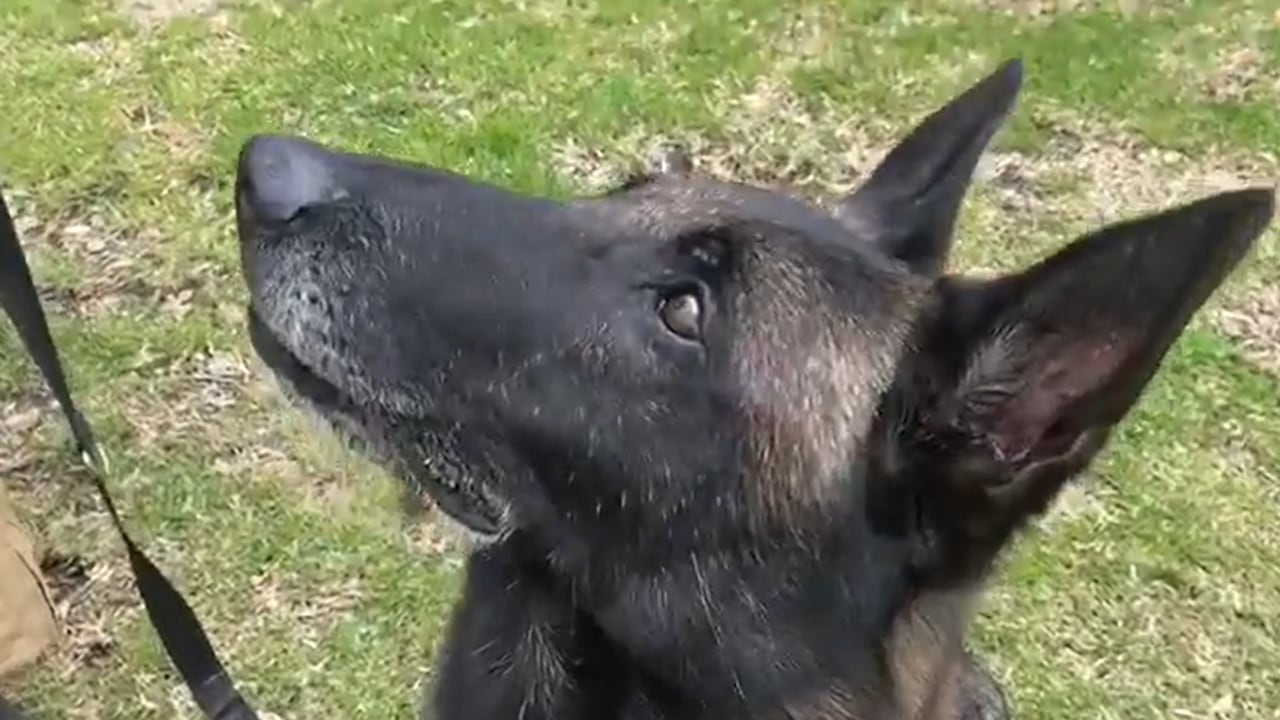 Dastan, el perro rescatista que fue enviado a Venezuela para apoyar en la búsqueda de sobrevivientes.