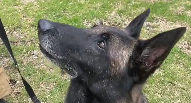 Dastan, el perro rescatista que fue enviado a Venezuela para apoyar en la búsqueda de sobrevivientes.