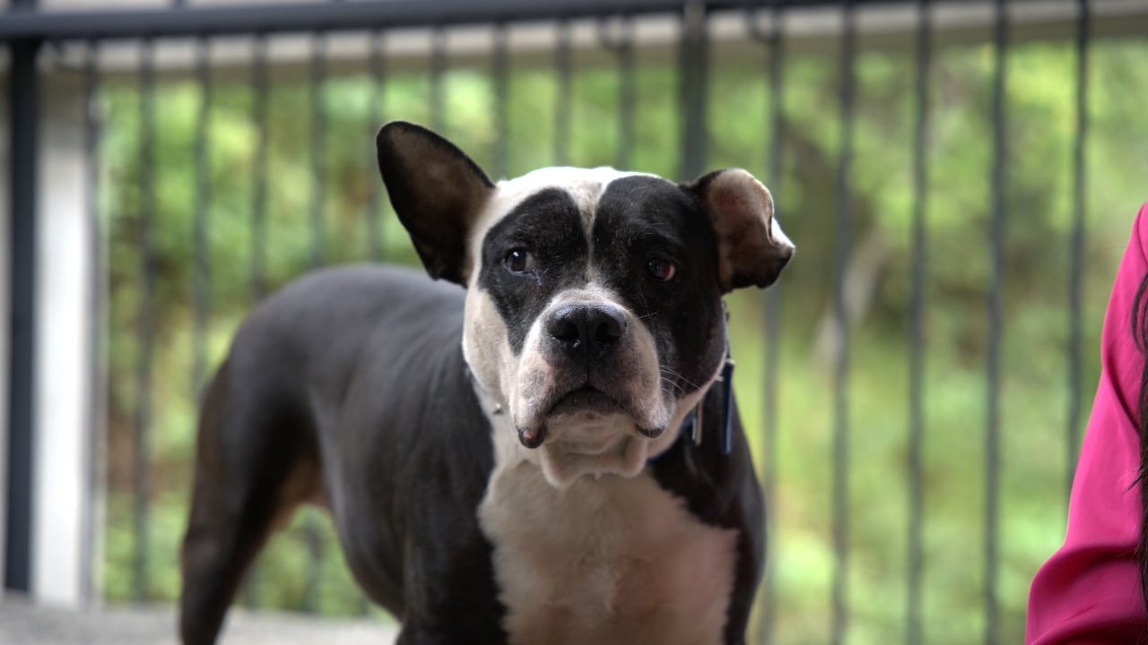 El Centro de Bienestar Animal de Cali, CBA, dio a conocer las medidas que implementa duranta este temporada navideña para proteger a los 120 animales de su albergue, del estrés y daño que genera la pólvora.