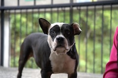 El Centro de Bienestar Animal de Cali, CBA, dio a conocer las medidas que implementa duranta este temporada navideña para proteger a los 120 animales de su albergue, del estrés y daño que genera la pólvora.