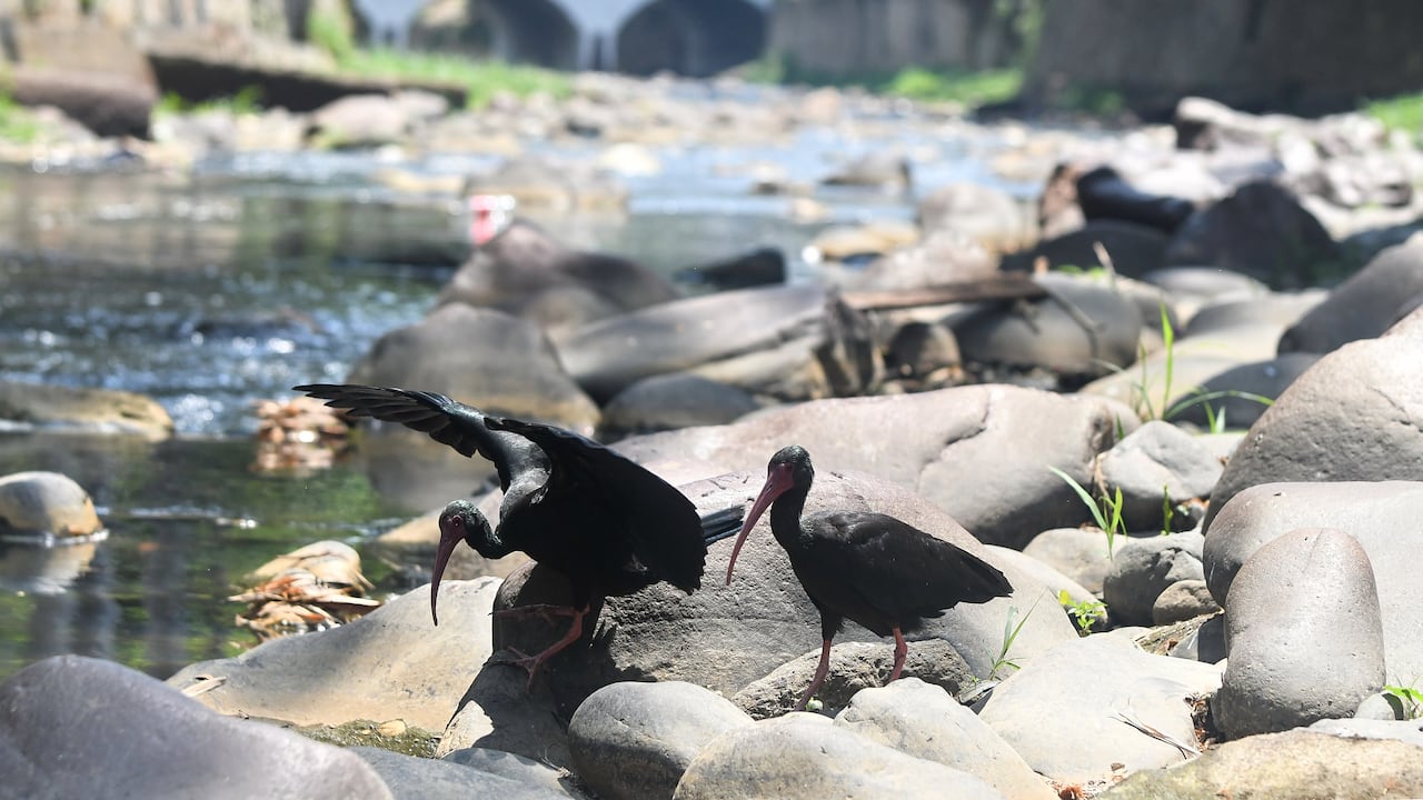 Cali: Bajo nivel del caudal en los principales ríos de la ciudad, ocasionado por la falta de lluvia generado por el fenómeno del niño. foto José L Guzmán