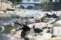 Cali: Bajo nivel del caudal en los principales ríos de la ciudad, ocasionado por la falta de lluvia generado por el fenómeno del niño. foto José L Guzmán