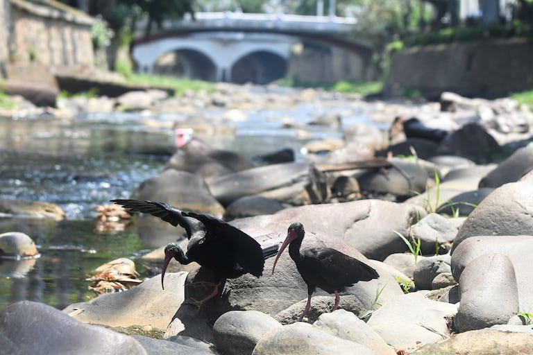 Cali: Bajo nivel del caudal en los principales ríos de la ciudad, ocasionado por la falta de lluvia generado por el fenómeno del niño. foto José L Guzmán