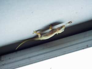 Las lagartijas pueden resultar incómodas en casa, pero algunos líquidos irritables han demostrado ser efectivos para mantenerlas alejadas.