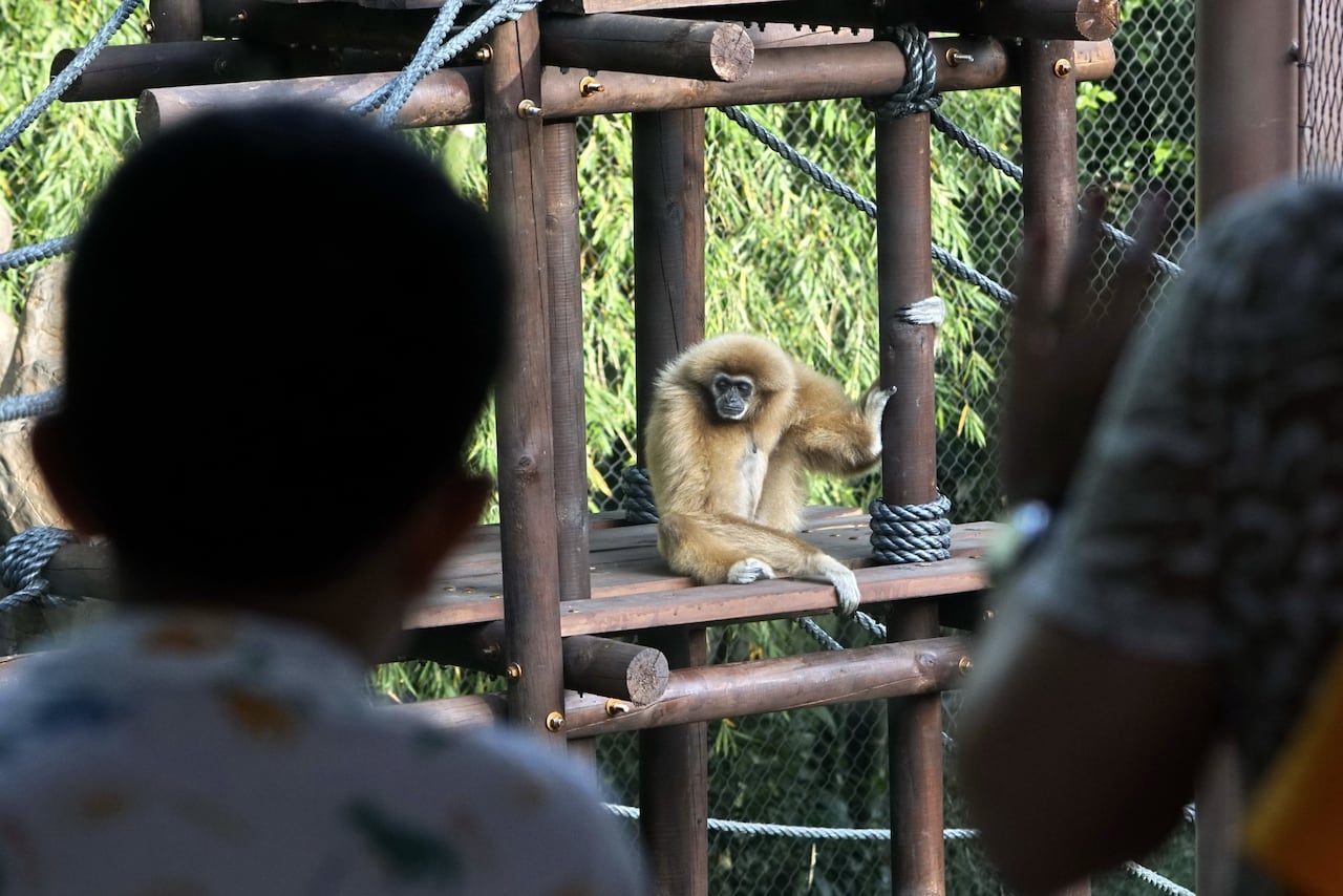 Inauguración Asia Fantástica en el Zoológico de Cali, un espacio nuevo para conocer nuevas especies de fauna y de la cultura oriental. Fotos Jorge Orozco / El País.