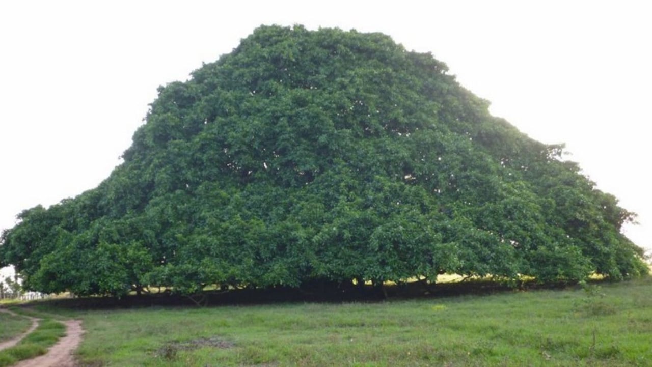 ¿Dónde está ubicado el árbol más grande de Colombia y cómo ir a conocerlo desde Bogotá? Así puede emprender esta aventura
