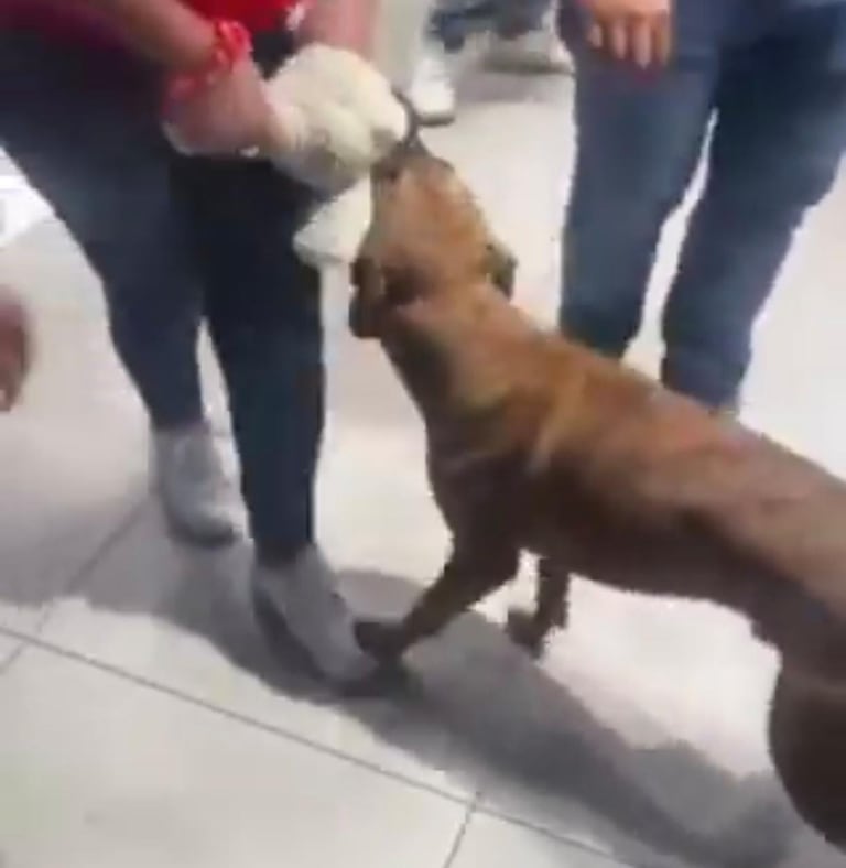 El perro se aferró a un peluche que estaba al interior de una tienda.