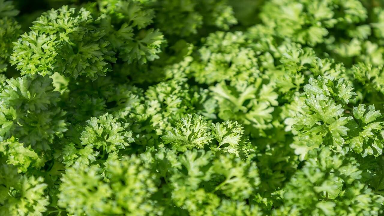 El perejil se puede consumir crudo o como infusión para bajar el ácido úrico alto. Foto GettyImages.