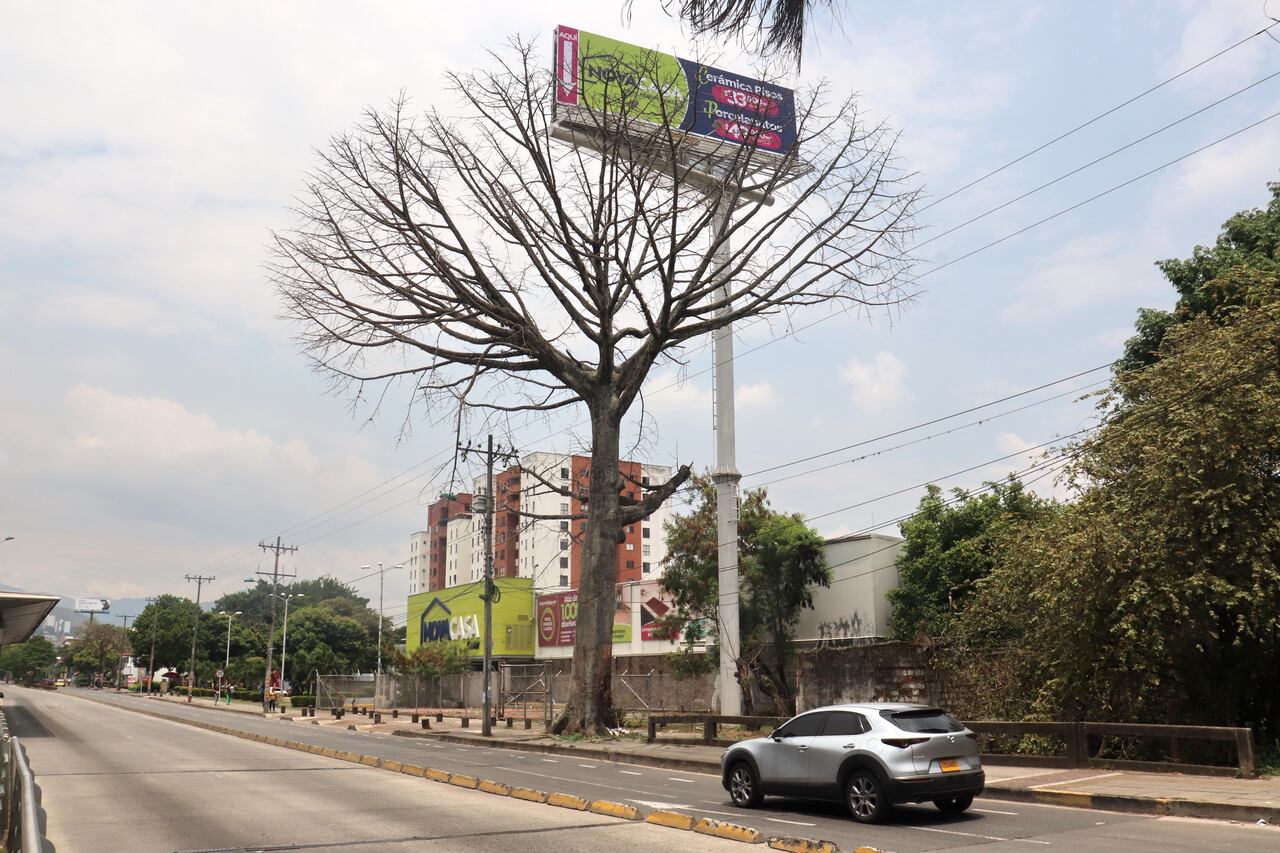 Ceiba en la cale quinta con 56 que será talada.