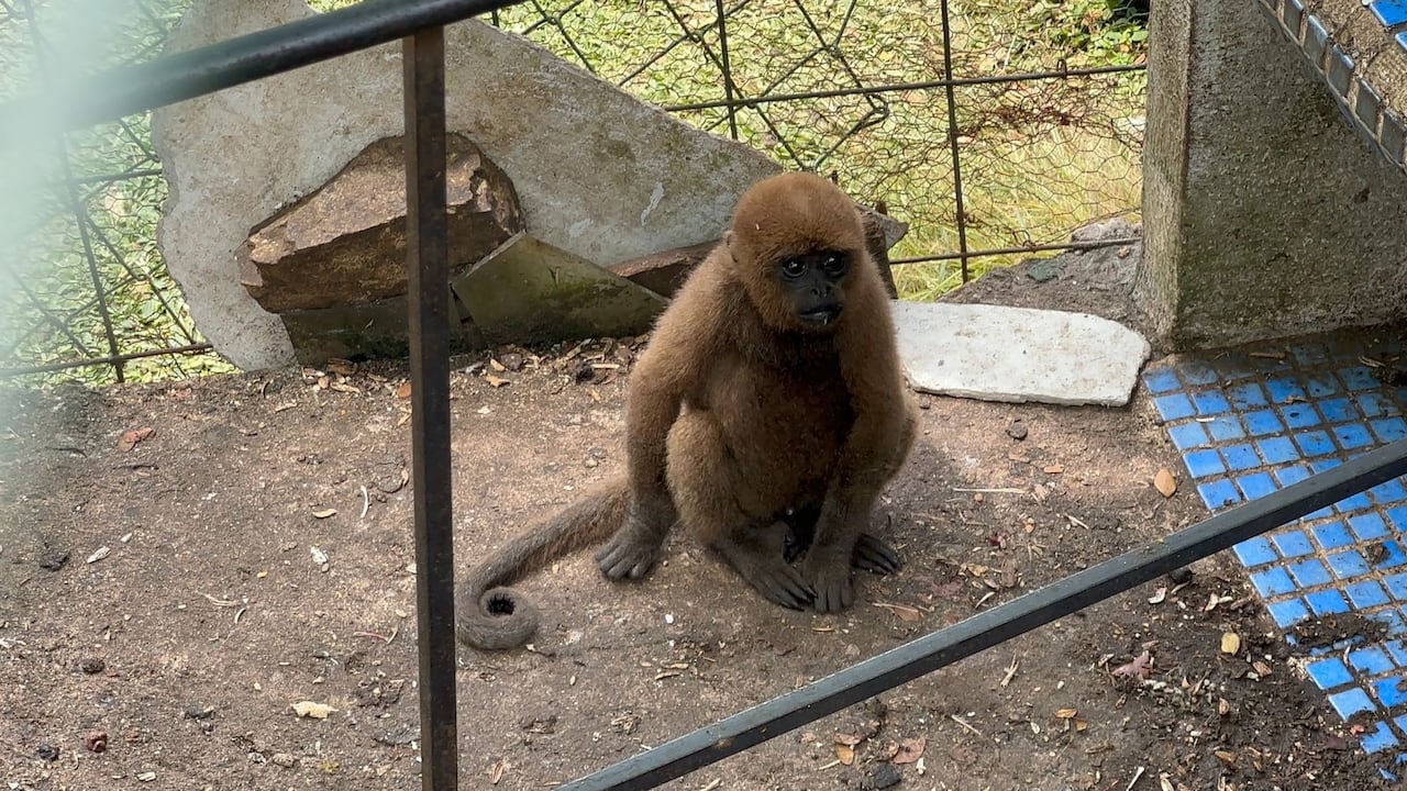 Policía Nacional rescata nueve ejemplares de especies protegidas en zona rural de Calima