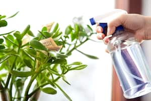 El artículo explora la importancia de tener un objeto específico detrás de la puerta según el Feng Shui para atraer dinero y prosperidad.