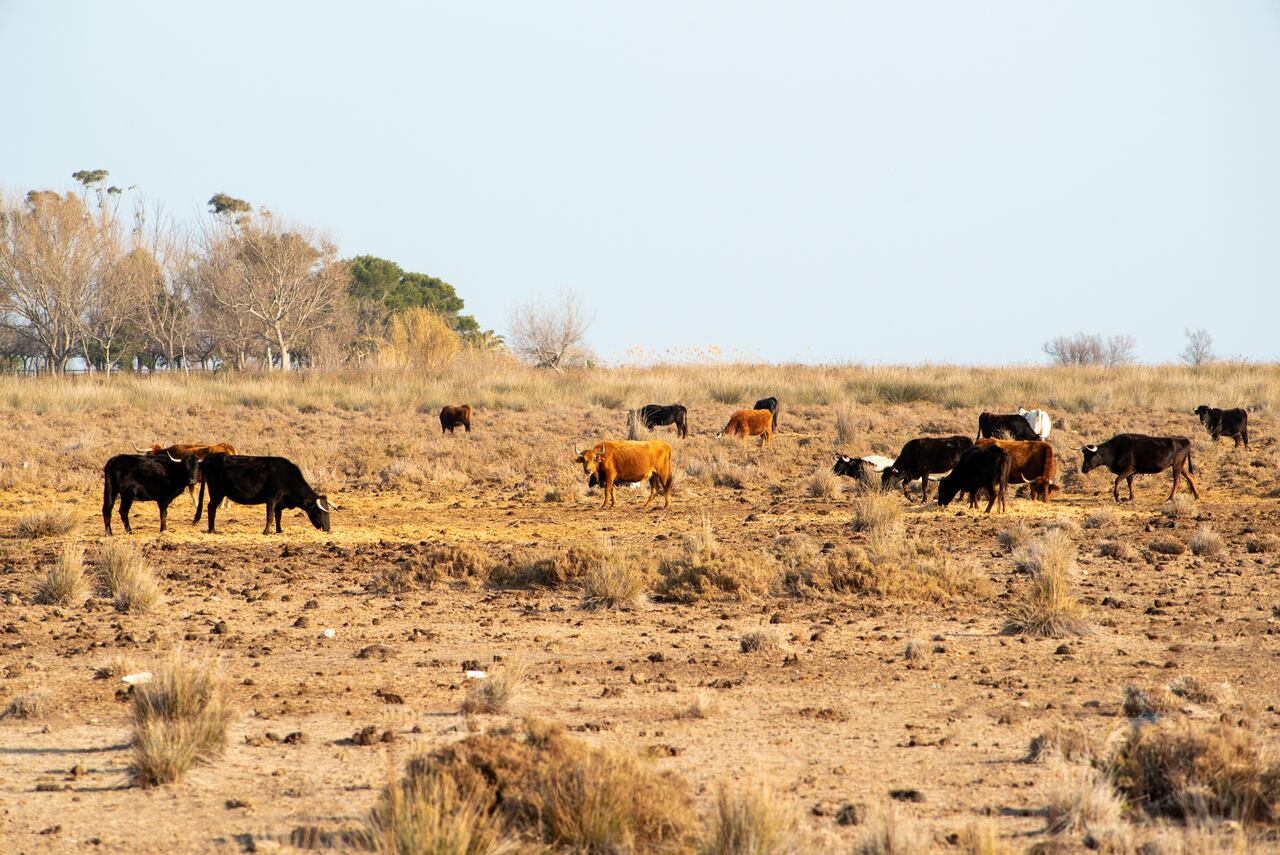El ganado afectado por el Fenómeno del niño.