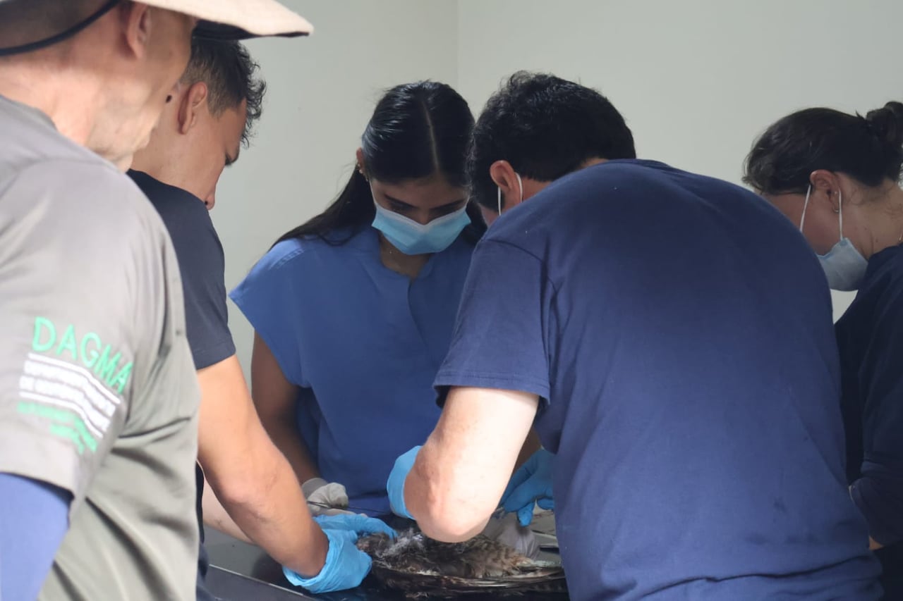 Seis de las siete aves rescatadas vivas, lograron ser salvadas, y están siendo atendidas en el Hogar de Paso del Dagmacon pronóstico reservado.