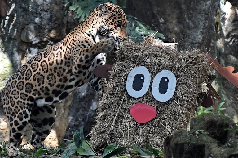 El jaguar interactuó con elementos navideños preparados como parte de su rutina de bienestar.