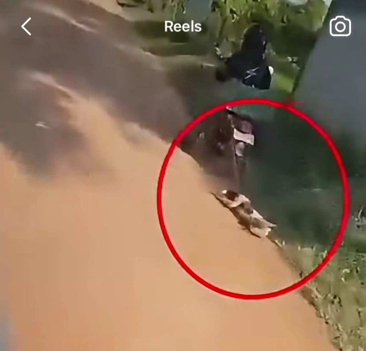 Casos de maltrato animal en Pitalito, Huila.
