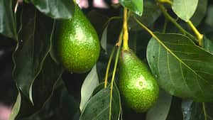 Agricultores australianos y sus cosechas de aguacate