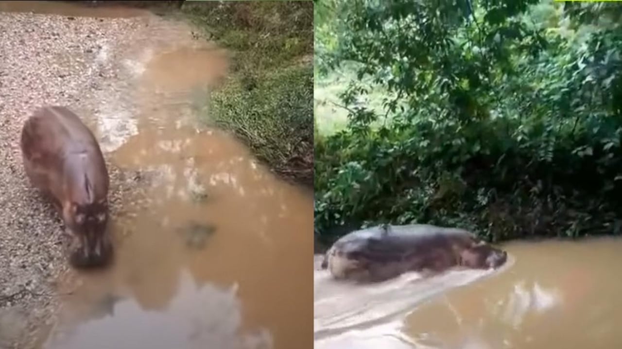 Hipopótamo circula en una quebrada del Magdalena Medio antioqueño.